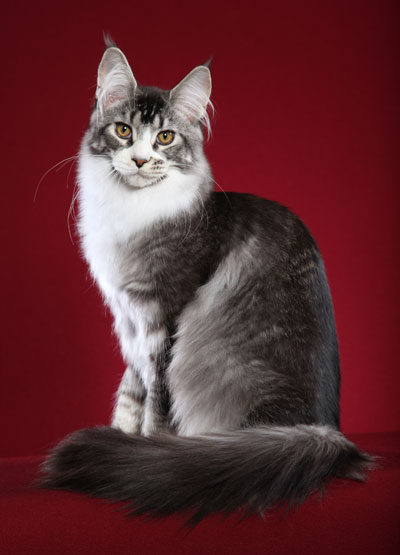 black silver ticked tabby maine coon