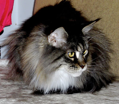 MTNest Maine Coon Cats